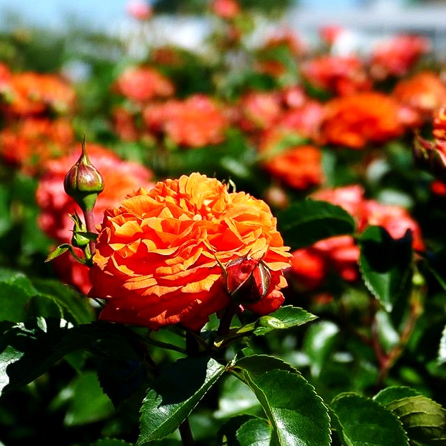 Beetrose 'Orangerie' (Rosa BT III)