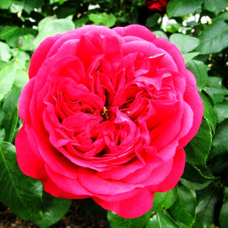 Beetrose 'Out of Rosenheim' (Rosa BT IV)