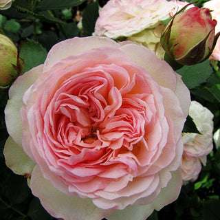 Beetrose 'Pastella' (Rosa BT VI)
