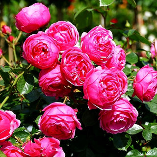 Beetrose 'Pomponella' (Rosa BT IV)