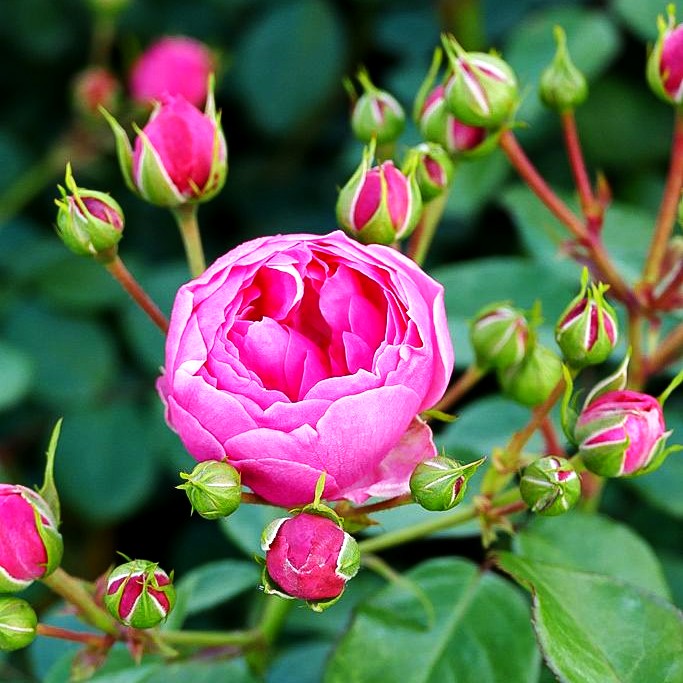 Beetrose 'Pomponella' (Rosa BT IV)