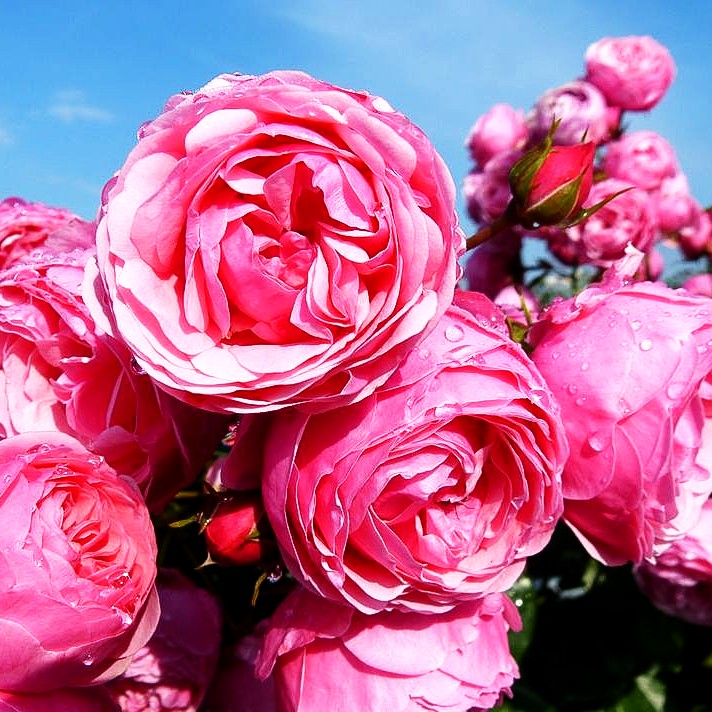 Beetrose 'Pomponella' (Rosa BT IV)