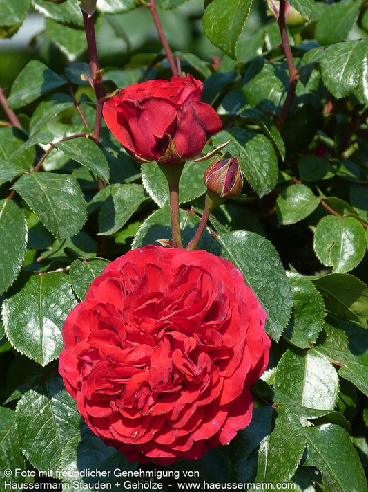 Beetrose 'Red Leonardo da Vinci' (Rosa  BT VI)