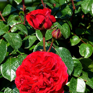 Beetrose 'Red Leonardo da Vinci' (Rosa BT VI)