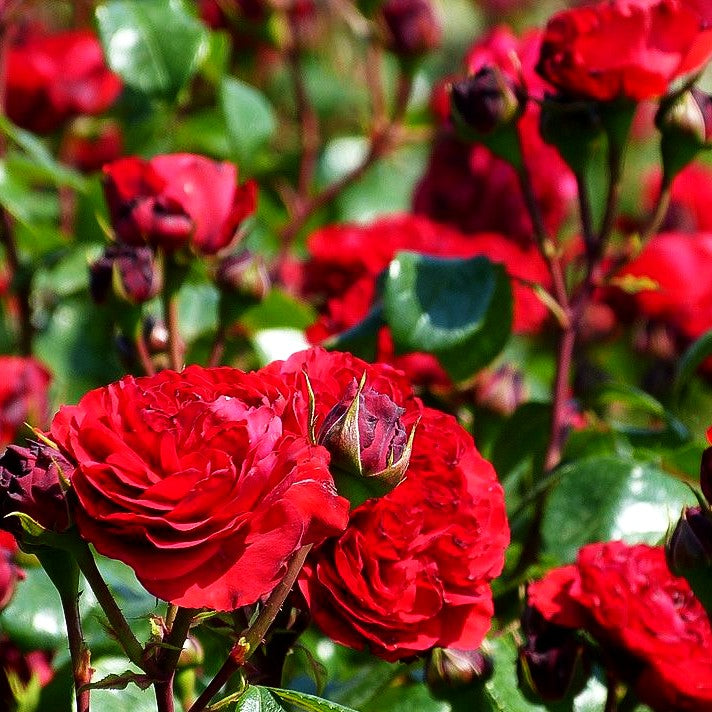 Beetrose 'Red Leonardo da Vinci' (Rosa BT VI)