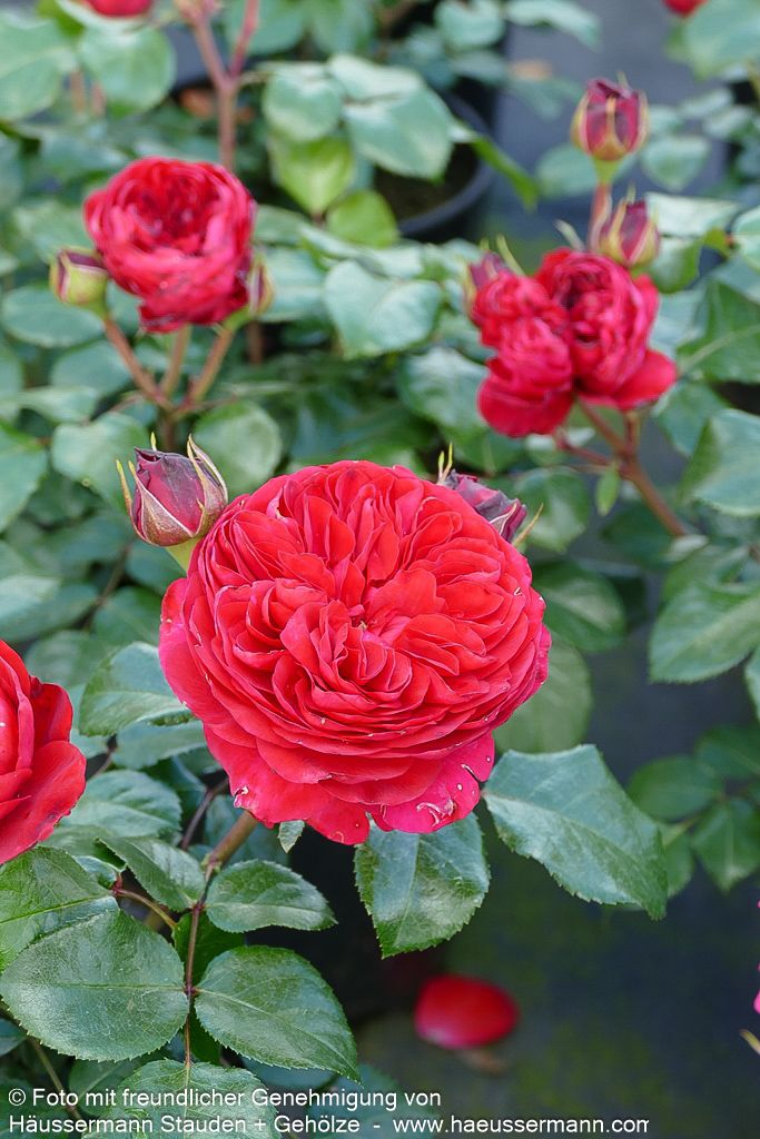 Beetrose 'Red Leonardo da Vinci' (Rosa  BT VI)