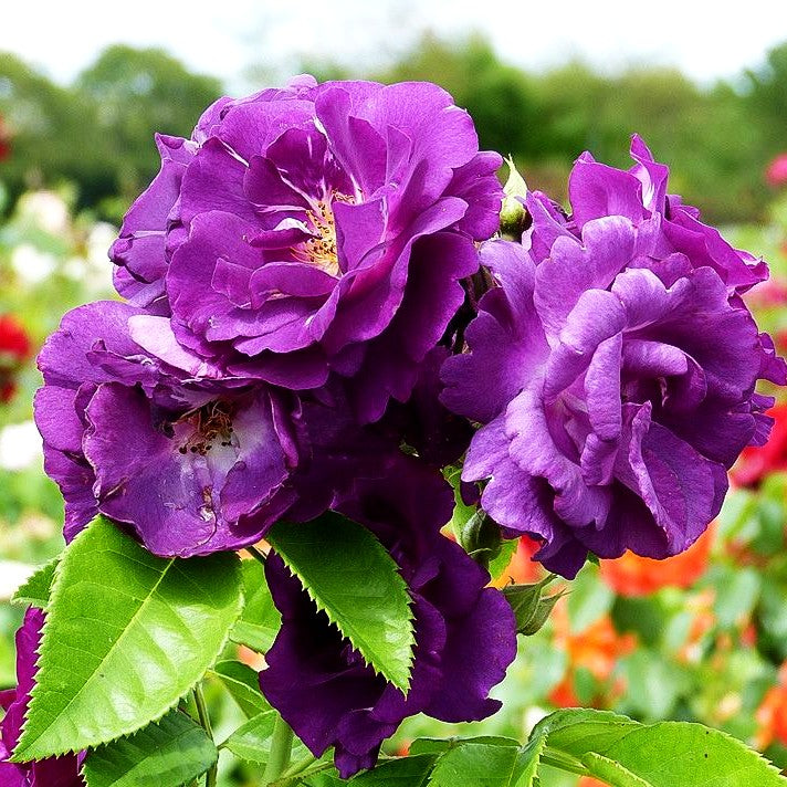 Beetrose 'Rhapsody in Blue' (Rosa BT V)