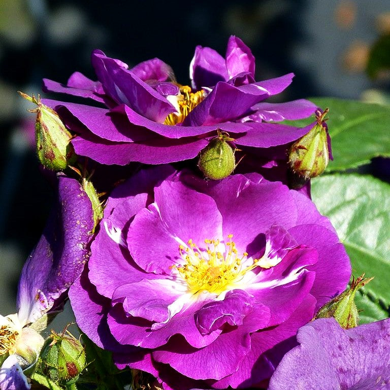 Beetrose 'Rhapsody in Blue' (Rosa BT V)