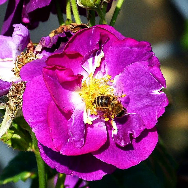 Beetrose 'Rhapsody in Blue' (Rosa BT V)