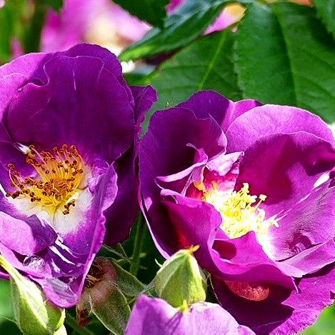 Beetrose 'Rhapsody in Blue' (Rosa BT V)