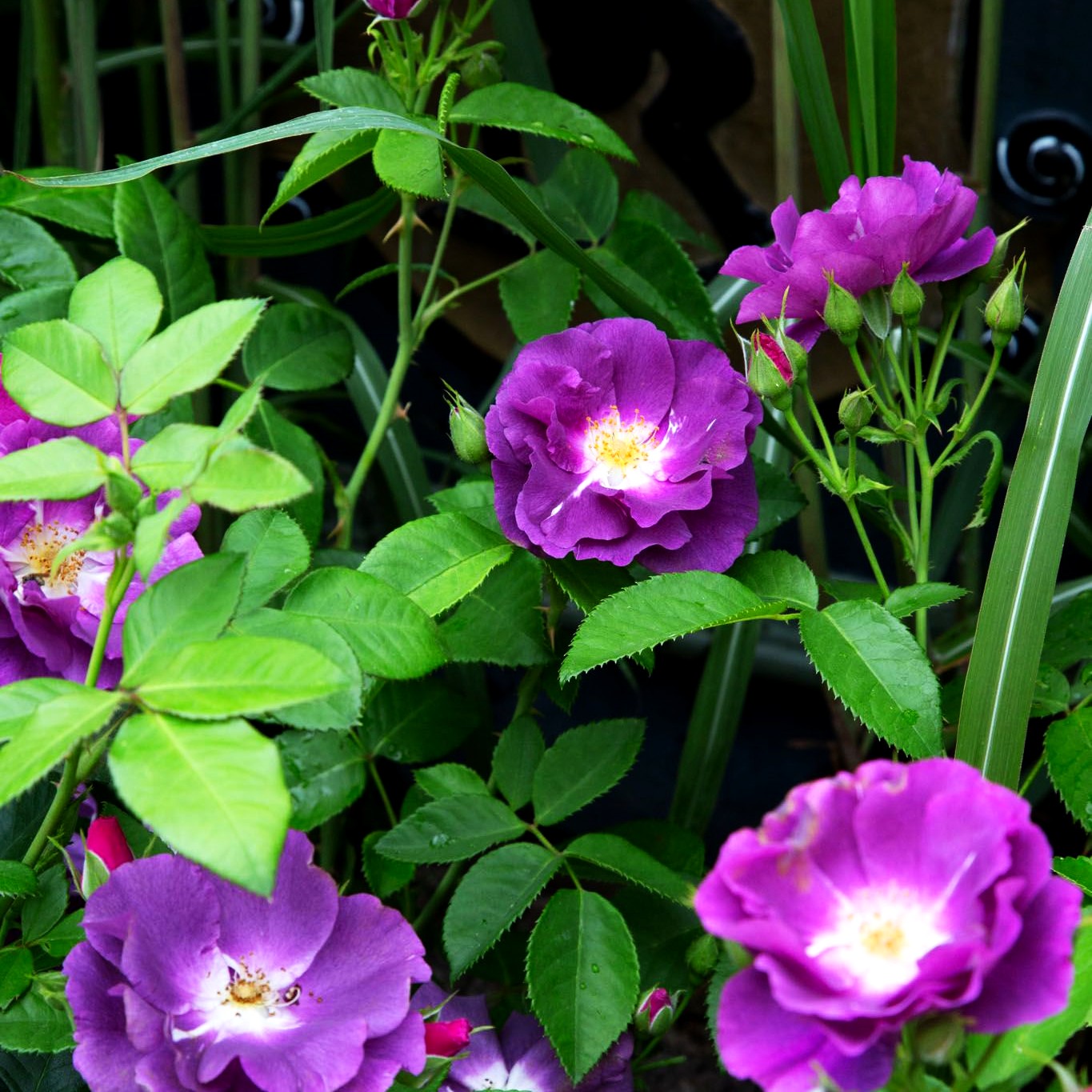 Beetrose 'Rhapsody in Blue' (Rosa BT V)