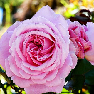 Beetrose 'Rosengräfin Marie Henriette' -R- (Rosa BT VI)