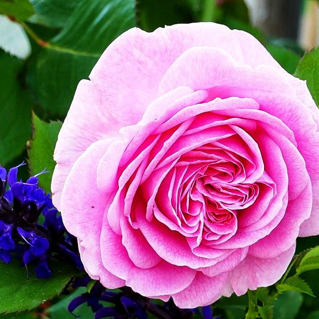 Beetrose 'Rosengräfin Marie Henriette' -R- (Rosa BT VI)