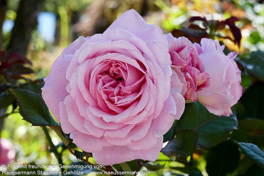 Beetrose 'Rosengräfin Marie Henriette'  -R- 'Rosengräfin Marie Henriette' (Rosa  BT VI)