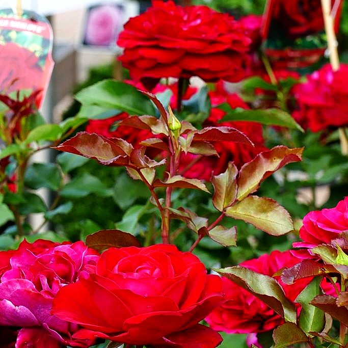 Beetrose 'Rouge Meilove' -R- (Rosa BT III)