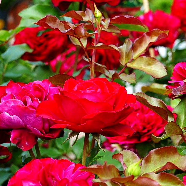 Beetrose 'Rouge Meilove' -R- (Rosa BT III)