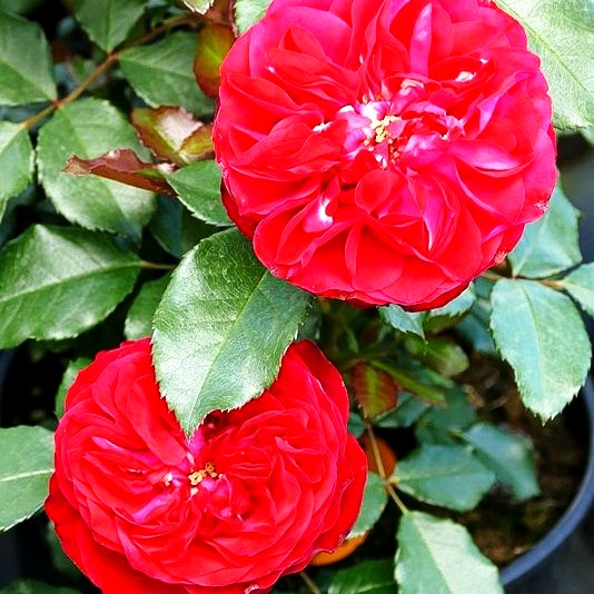 Beetrose 'Rouge Meilove' -R- (Rosa BT III)