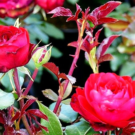 Beetrose 'Rouge Meilove' -R- (Rosa BT III)