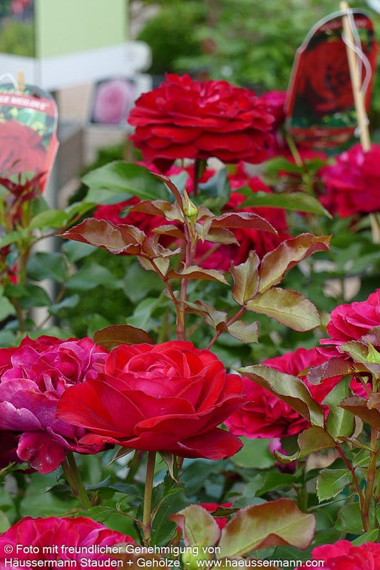 Beetrose 'Rouge Meilove'  -R- 'Rouge Meilove' (Rosa  BT III)