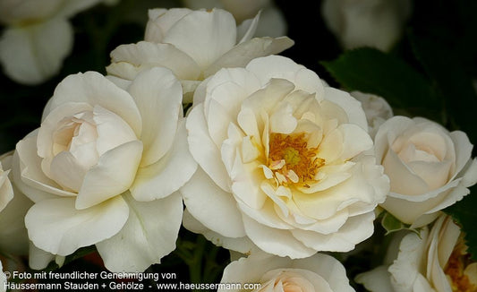 Beetrose 'Sirius' (Rosa  BT IV)