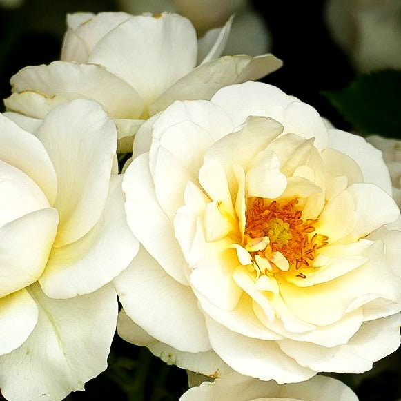 Beetrose 'Sirius' (Rosa BT IV)