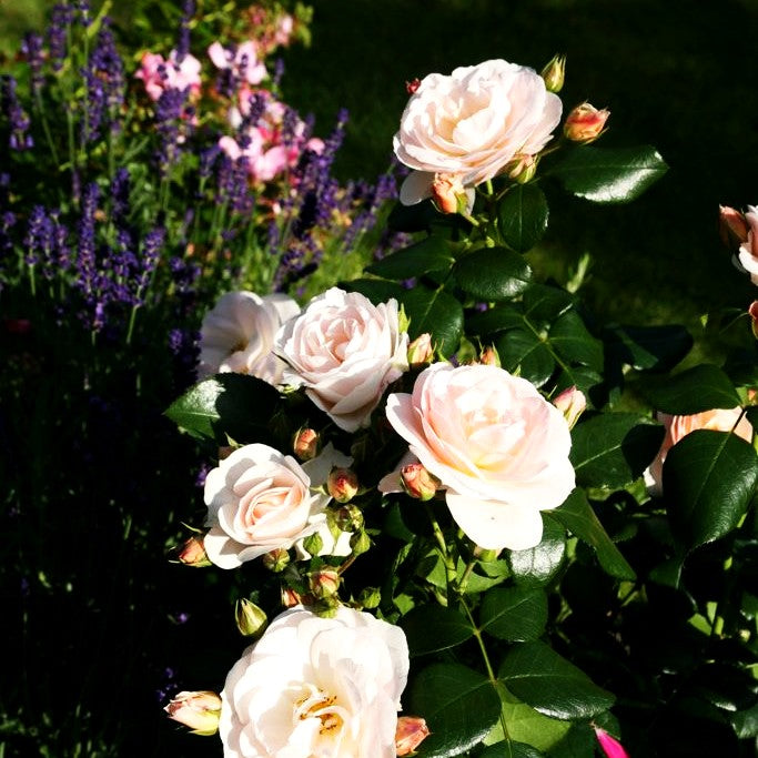 Beetrose 'Sirius' (Rosa BT IV)