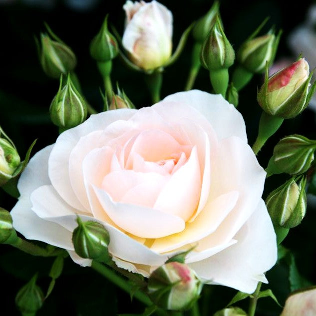 Beetrose 'Sirius' (Rosa BT IV)