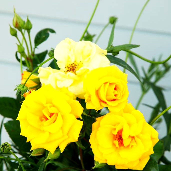 Beetrose 'Stuttgardia' 'Sunshine' (Rosa BT V)