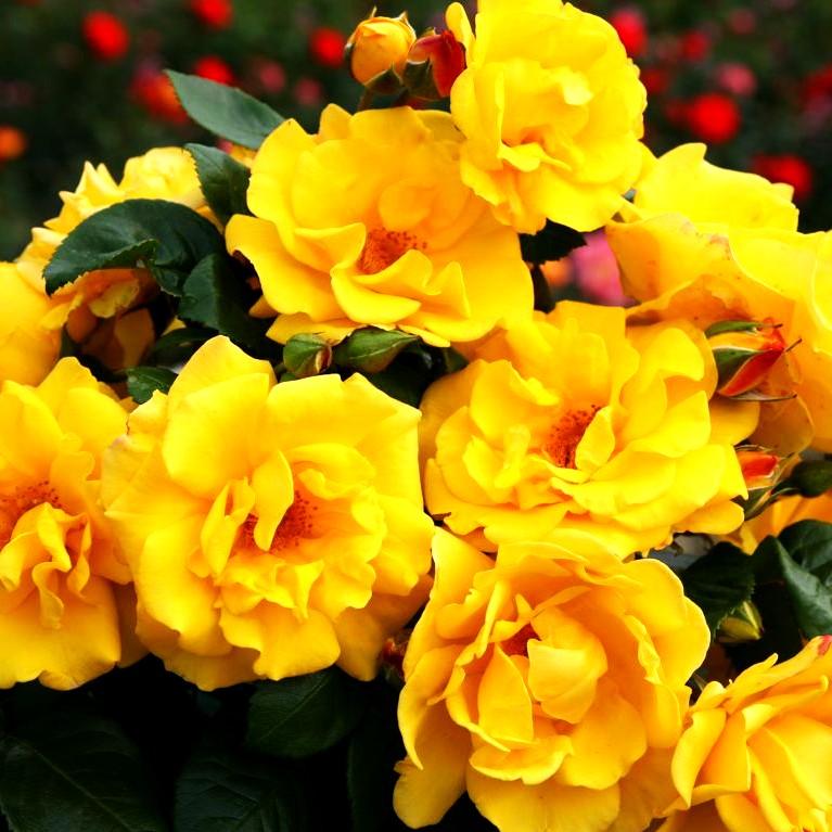 Beetrose 'Stuttgardia' 'Sunshine' (Rosa BT V)