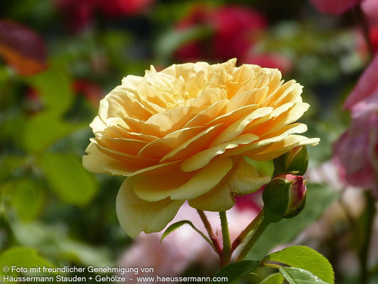 Beetrose 'Teasing Georgia' (Rosa  BT VI)