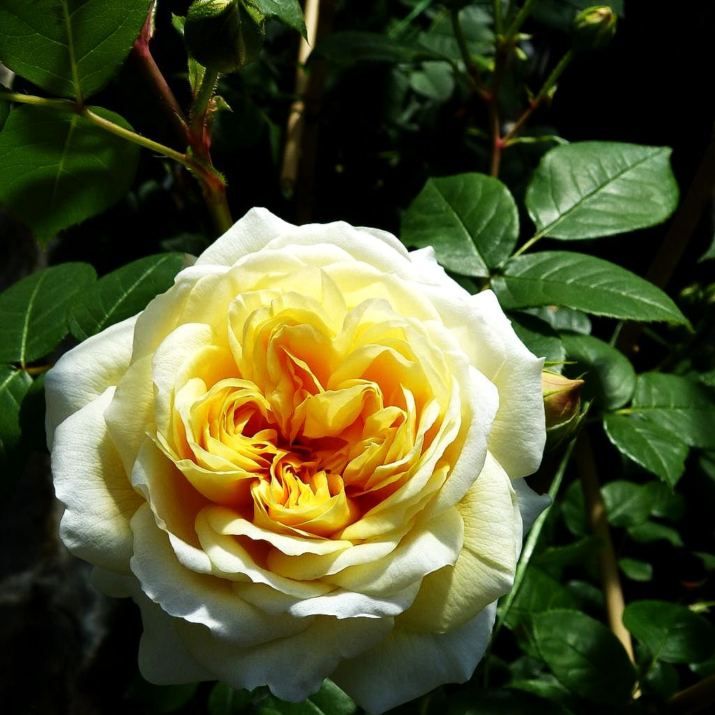 Beetrose 'Teasing Georgia' (Rosa BT VI)