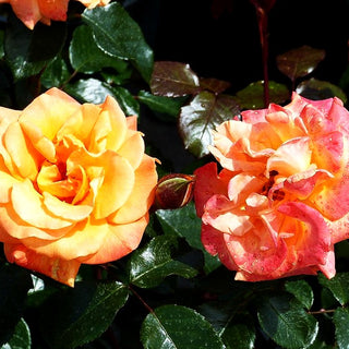 Beetrose 'Westzeit' -R- (Rosa BT IV)