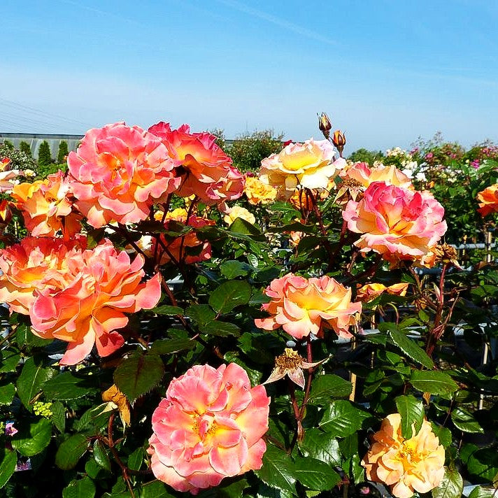 Beetrose 'Westzeit' -R- (Rosa BT IV)