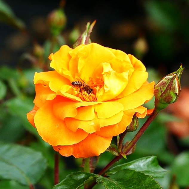 Beetrose 'Westzeit' -R- (Rosa BT IV)
