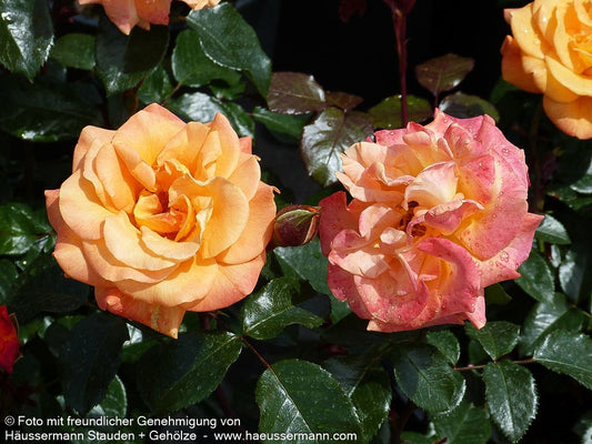 Beetrose 'Westzeit'  -R- 'Westzeit' (Rosa  BT IV)