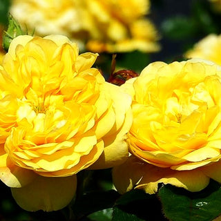 Beetrose 'Yellow Meilove' (Rosa BT III)