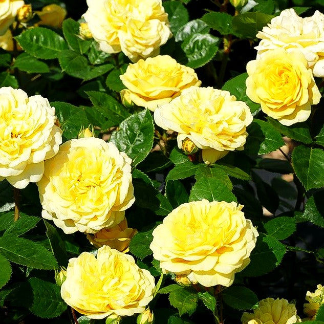 Beetrose 'Yellow Meilove' (Rosa BT III)