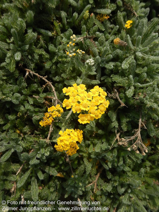 Behaarte Teppich-Garbe 'Grandiflora' (Achillea chrysocoma)