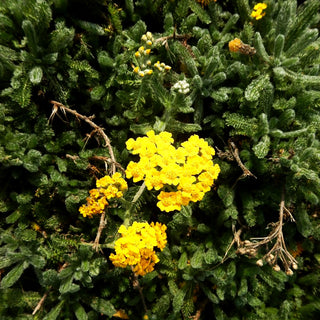 Behaarte Teppich-Garbe 'Grandiflora' (Achillea chrysocoma)