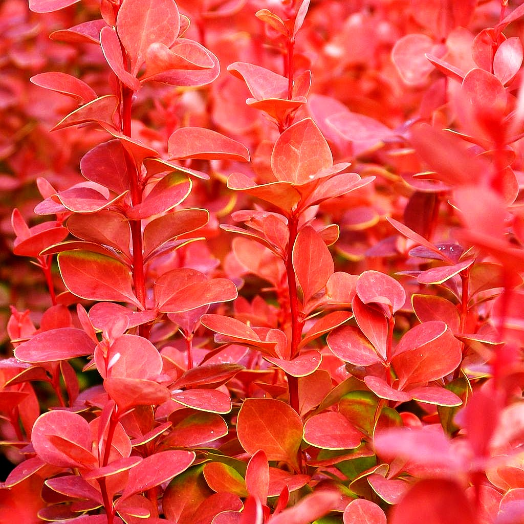 Berberitze 'Orange Rocket' (Berberis thunbergii)