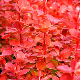 Berberitze 'Orange Rocket' (Berberis thunbergii)