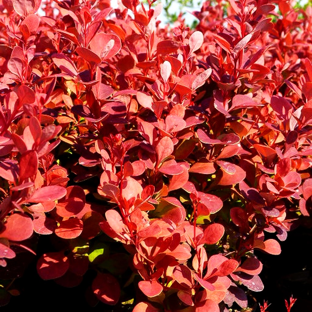 Berberitze 'Orange Rocket' (Berberis thunbergii)