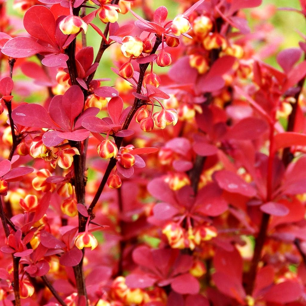 Berberitze 'Orange Rocket' (Berberis thunbergii)