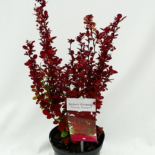 Berberitze 'Orange Rocket' (Berberis thunbergii)