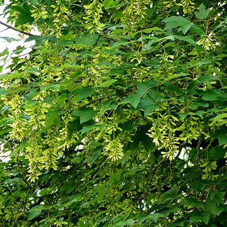 Berg-Ahorn (Acer pseudoplatanus)