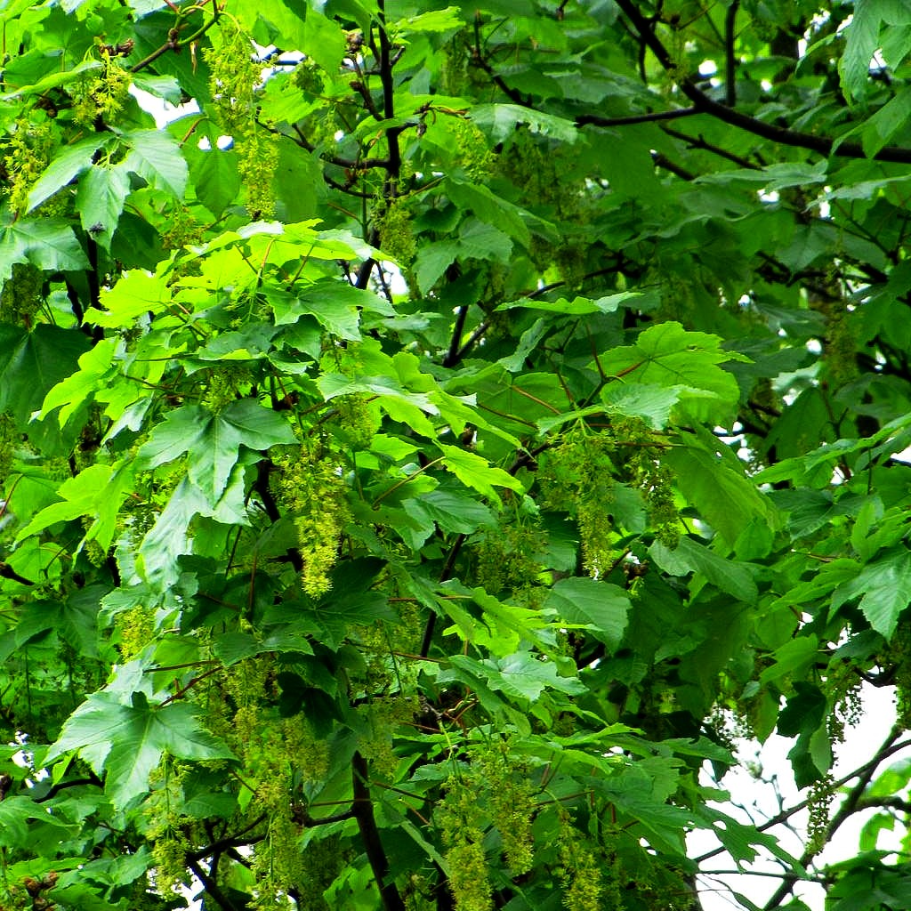 Berg-Ahorn (Acer pseudoplatanus)