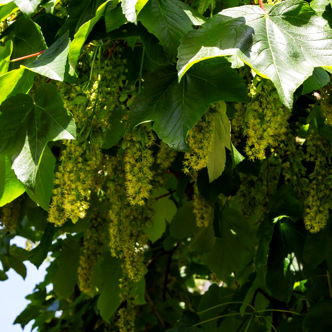 Berg-Ahorn (Acer pseudoplatanus)