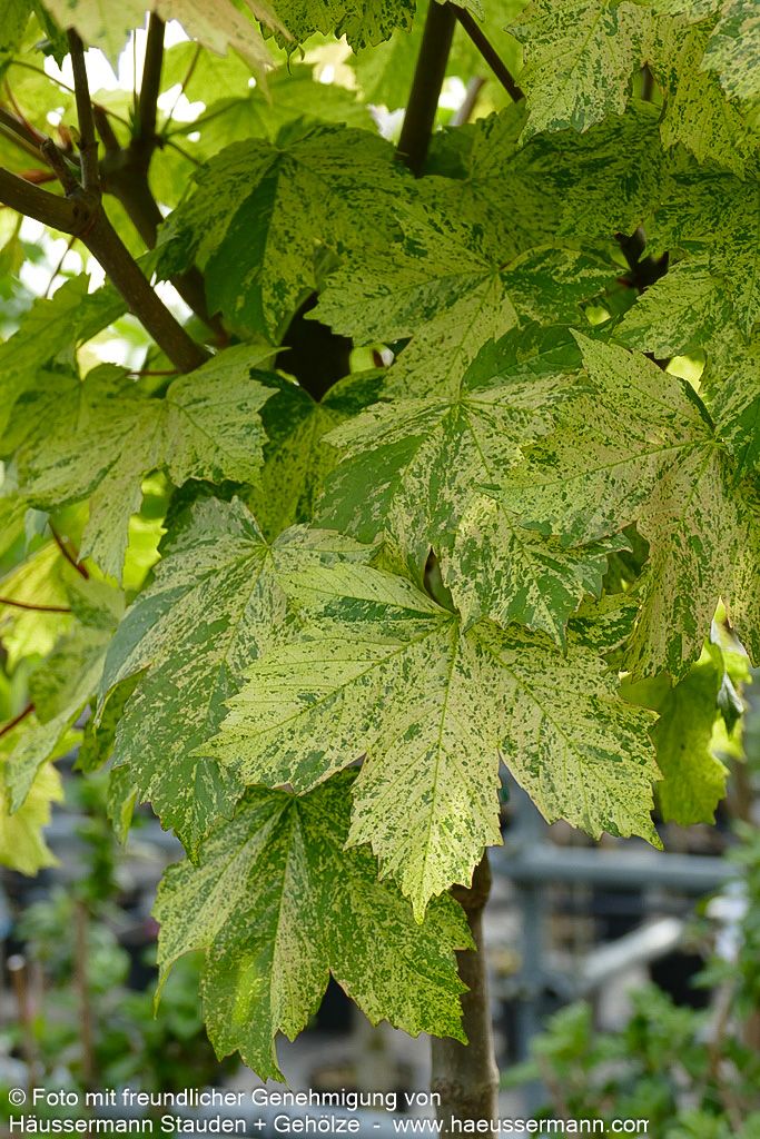 Berg-Ahorn 'Hermitage' (Acer pseudoplatanus)