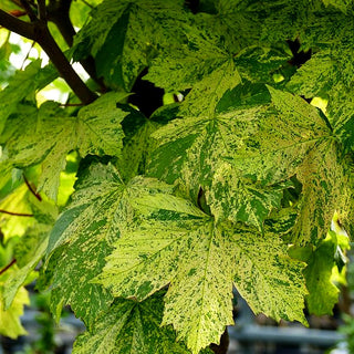 Berg-Ahorn 'Hermitage' (Acer pseudoplatanus)