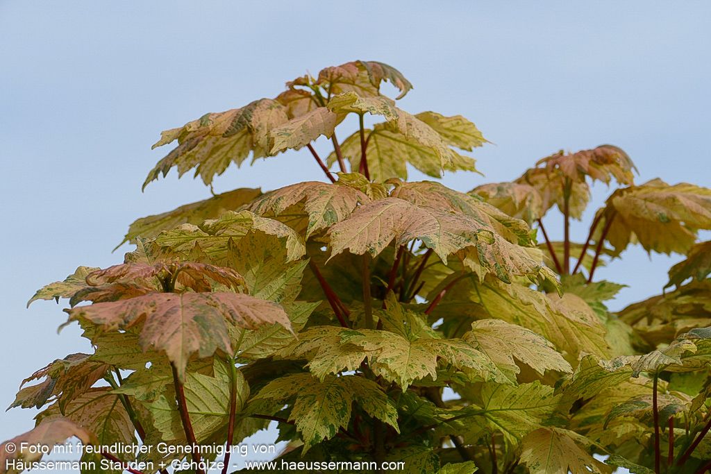 Berg-Ahorn 'Hermitage' (Acer pseudoplatanus)